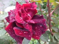 DSCF9860.webp