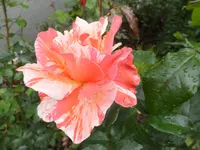 DSCF9862.webp