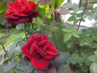 DSCF9804.webp