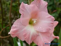 comp_P1250829.webp