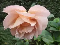 DSCF9816.webp