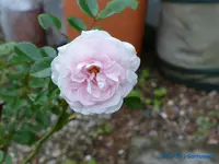comp_P1250837.webp