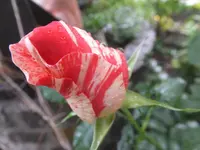 DSCF9820.webp