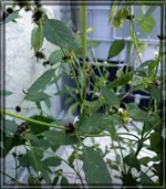 comp_DSC09945.webp