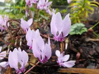 DSCF9023.webp