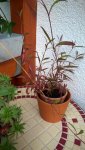 WP_20150906_002.jpg