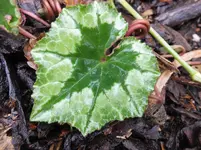 DSCF9028.webp