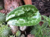 DSCF9002.webp