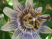 PA070597.webp