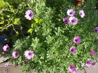 PA070599.webp