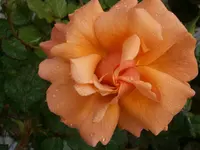 PA070602.webp