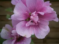 PA070603.webp
