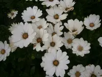 PA070604.webp