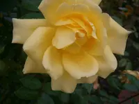 PA070605.webp