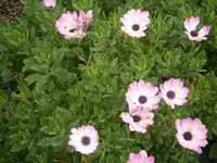 PA070606.webp
