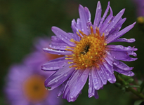 einzeln Herbstaster_lila_grün_Tropfen_makro_2_800.webp