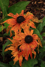 Kokardenblume_verblühend_whistering_gelb_orange_makro_800.webp