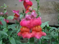 PA070609.webp