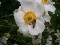 PA070613.webp