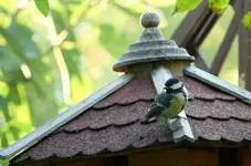 IMG_9041-001.webp