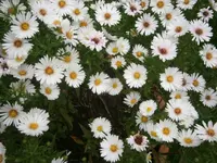 PA070631.webp