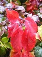 Wilder Wein1.webp