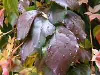 Wilder Wein2.webp
