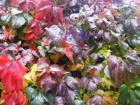 Wilder Wein3.webp