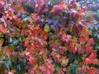 Wilder Wein4.webp