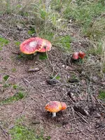 004_600x800.webp