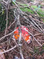 008_600x800.webp