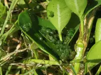 Buchbaumz raupe - Eier.jpg