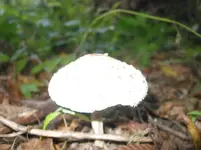 001.webp