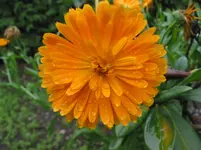 004.webp