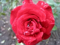 005.webp