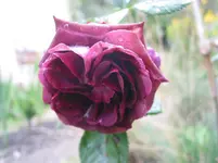 009.webp