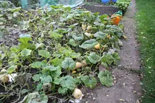 IMG_9030.webp