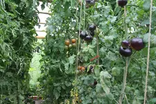 IMG_8982.jpg