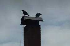DSCF3743.webp