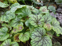 P1540320.webp