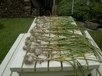Knoblauch v.webp