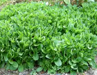 Feldsalat (1) v.webp