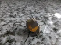 DSCF9037.webp