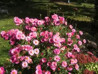 BILD4660.webp