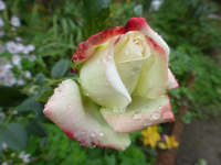 P1540327.webp