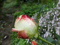 P1540336.webp