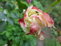 P1540328.webp