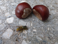 P1540415.webp