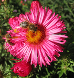 astern mit Bienen im Oktober 2015.webp