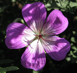silvia´s surprise oktober 15.webp